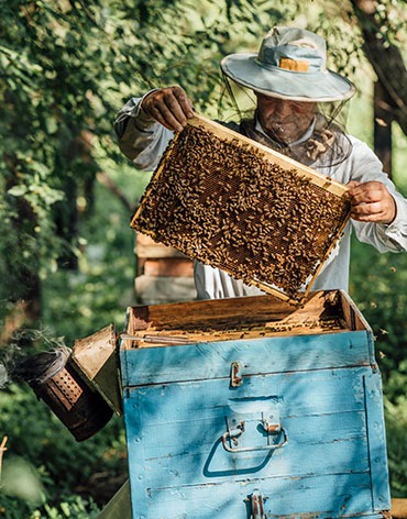 apadrinamiento abejas de leon